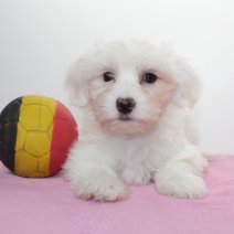 Maltezer 310125 F (BE3448) 060425.JPG