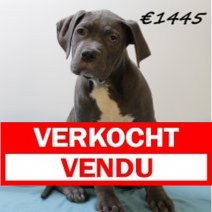 American Bully M 061224 (HU9569) 260325 Verkocht - Vendu.jpg