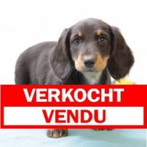 Teckel 020125 M(BE4592) 070325 Verkocht - Vendu.jpg