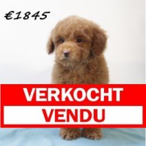 Poedel M  091224 (HU9621) 260325 Verkocht - Vendu.jpg