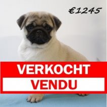 Mops M  071224 (HU9635) 260325 Verkocht - Vendu.jpg