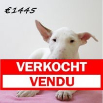 Bull Terrier V 081224 (HU9590) 260325 Verkocht - Vendu.jpg