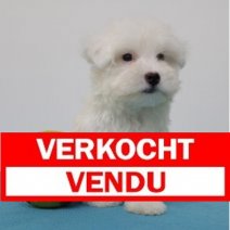 maltezer M 170125(BE2954) 280325 Verkocht - Vendu.jpg