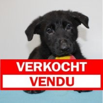 Duitse Herder 250125 M(BE2991) 040425 Verkocht - Vendu.jpg