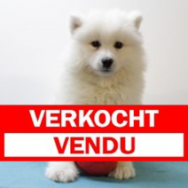 samojeed 171224(BE4999) 210225.vendu