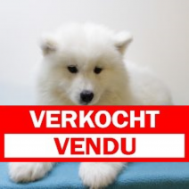samojeed 171224(BE3827) 210225. vendu