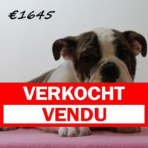Engelse Bulldog V 041224 (HU9565) 260325 vendu
