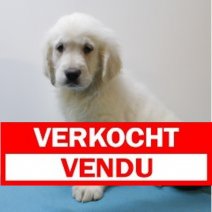 golden retriever M 090125 (BE8443) 210225 Verkocht - Vendu.jpg