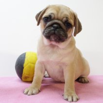 Mops 260125 F(BE4512) 040425.jpg