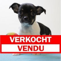 Chihuahua M 020225(BE 2855) 310225 Verkocht - Vendu.jpg