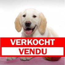 X Golden Retriever 050125 F (BE6198) 050425 Verkocht - Vendu.jpg
