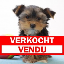 Yorkshire M 240125 (BE2718) 210325.verkocht