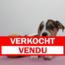 Jack Russell 310125 F (BE2948) 050425.verkocht