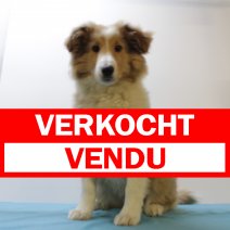 Sheltie M 221124 (SK6989) 010425 verkocht - vendu.jpg
