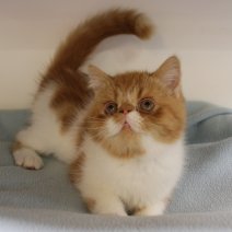 Exotic Shorthair 311224 M(BE2911) 140425.jpg
