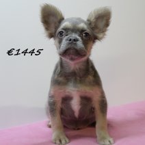 Franse Bulldog Fluffy F 021224(SK5997) 150405..jpg