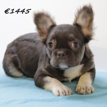 Franse Bulldog Fluffy M 231224(SK5238) 150425..jpg