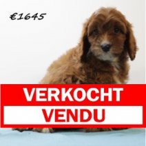 Cavapoo M 101224 (SK5222) Verkocht - Vendu.jpg