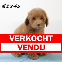 Dwergpoedel verkocht - vendu.jpg