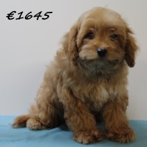 Cavapoo 251224 M (SK6711) 150425.JPG