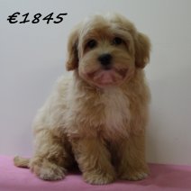 Maltipoo 011224 F (SK2441) 150425.JPG