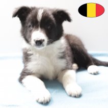 Border Collie 140225 M (BE4801) 150425.JPG
