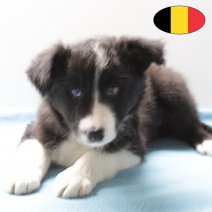 Border Collie 140225 M (BE5219) 150425.JPG