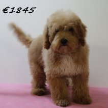 Cavapoo 011224 M (SK2442) 150425.JPG