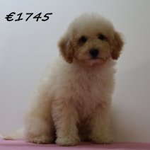 Maltipoo 011224 F (SK2440) 150425.JPG