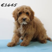 Maltipoo 241224 M (SK5251) 150425.JPG