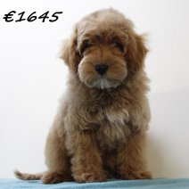 Maltipoo221224 M (SK5230) 150425.JPG