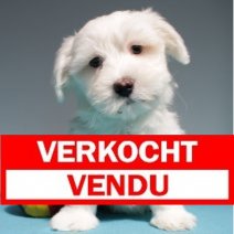 Maltezer 310125 M (BE1642) 060425 Verkocht - Vendu.jpg