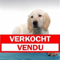 X Golden Retriever 050125 M (BE7329) 050425 Verkocht - Vendu.jpg