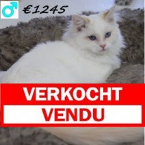 Ragdoll 281024 M(CZ7392) 140425 Verkocht - Vendu.jpg