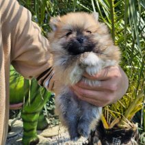 Keeshond pom HU af te halen  1-6 (2).jpg