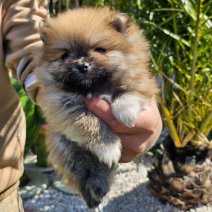 Keeshond pom HU af te halen  1-6 (3).jpg