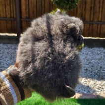 Keeshond pom HU af te halen  1-6 (1).jpg