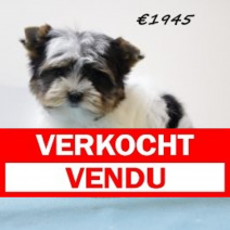 Biewer Yorkshire M 091224 (SK5265) 010425.verkocht