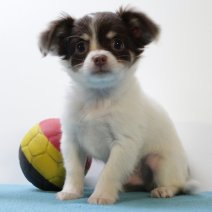 Chihuahua 140225 M(BE2904) 180425.jpg