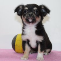 Chihuahua 140225 F(BE2920) 180425.jpg