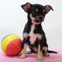 Chihuahua 140225 F(BE2872) 180425.jpg