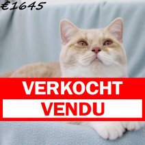 Britse Korthaar 021124 M(CZ4211) 160425 verkocht - vendu.jpg
