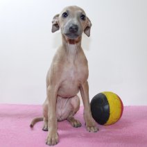 Italiaanse Windhond 080225 F(BE3443) 180425.jpg