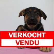 Duitse Herder 250125 F(BE2992) 040425 Verkocht - Vendu.jpg