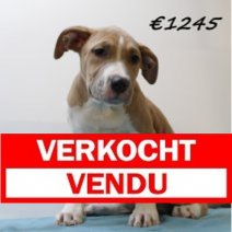 amerikaanse staffordshire terrier 311024 M (HU7960) 190225 Verkocht - Vendu.jpg