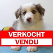 Border Collie 030225 M(BE6727) 020425 Verkocht - Vendu.jpg