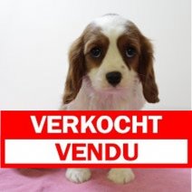 Cavalier King Charles 250125 F(BE5297) 040425. Verkocht - Vendu.jpg
