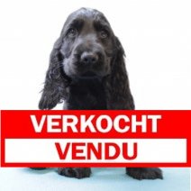 Engelse Cocker 070225 M (BE4497) 110425. Verkocht - Vendu.jpg