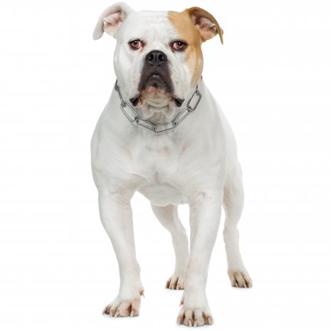 american bulldog1.jpg