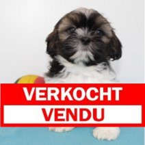 Lhasa Apso 300125 M (BE2940) 060425. Verkocht - Vendu.jpg